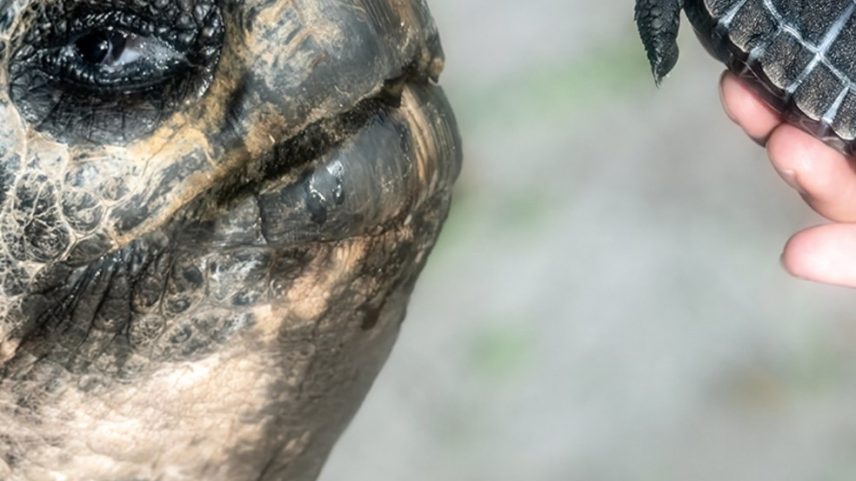 Tartaruga Golias tem primeiro filhote aos 135 anos (Foto: Reprodução/Zoo Miami)