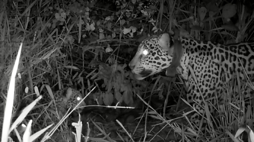 Registro fotográfico confirmou a presença do filhote. (Foto: ONG OnçaFari)