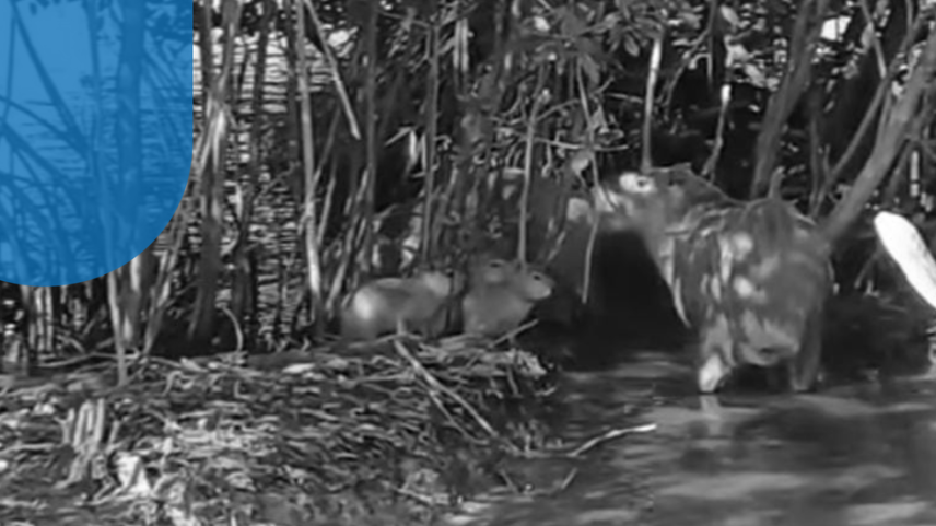 Projeto Manguezal da Lagoa restaura fauna na Lagoa Rodrigo de Freitas (Foto: Reprodução/ redes sociais)