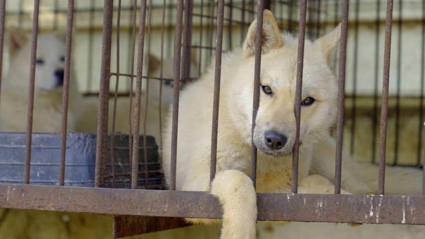 Estima-se que existam meio milhão de cães em fazendas de carne em todo o país (Foto: Hyunjung Kim/BBC News)