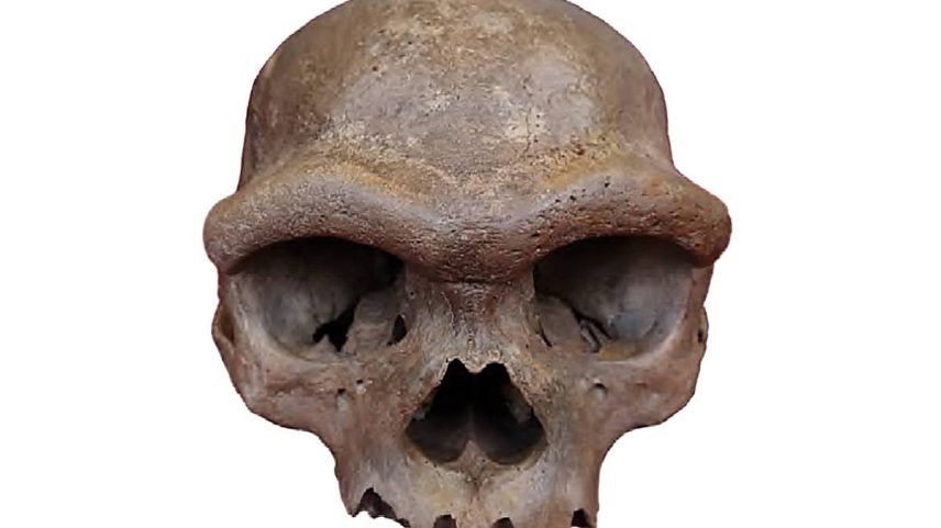 Crânio de Homo longi, encontrado perto da cidade de Harbin, na China (Foto: Fu et al (Cell, 2025))