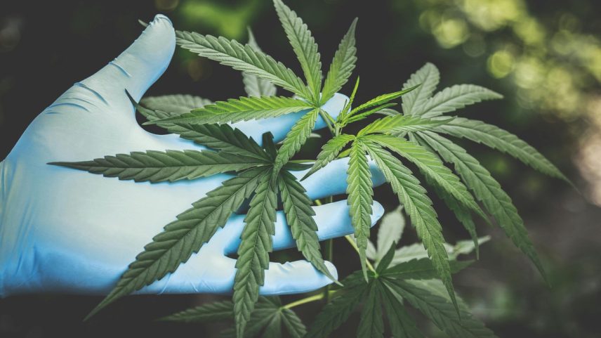 Planta da maconha (Foto: Pexels/Divulgação)