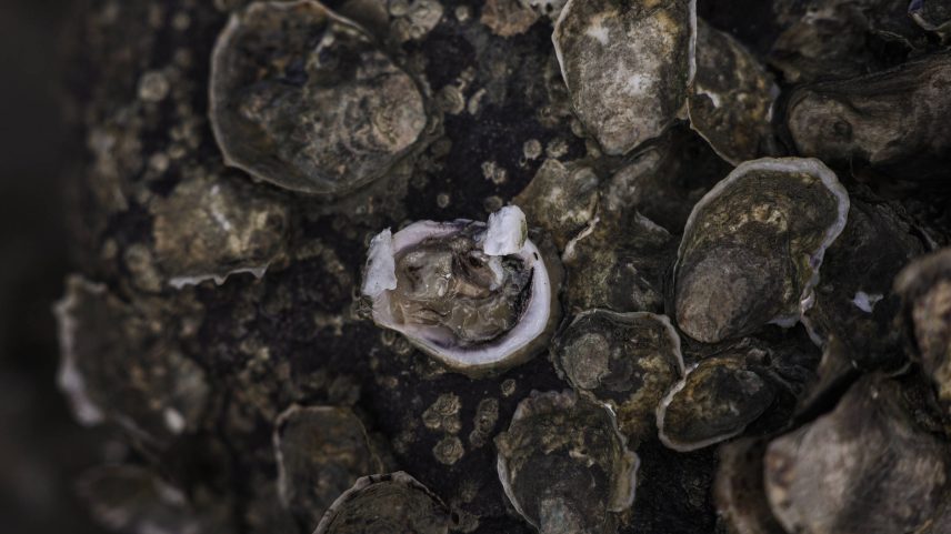 Ostras encontradas na Ilha da Maré, em Salvador; estudo inédito nacional encontra arsênio e bactérias multirresistentes em ostras cruas prontas para consumo em diversas partes do Brasil (Foto: Rafaela Araújo-06.mar.25/Folhapress)