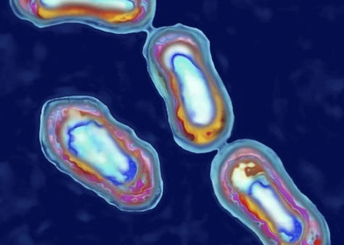 A bactéria Yersinia pestis é capaz de transmitir as três formas mais comuns de peste (Foto: Getty Images)