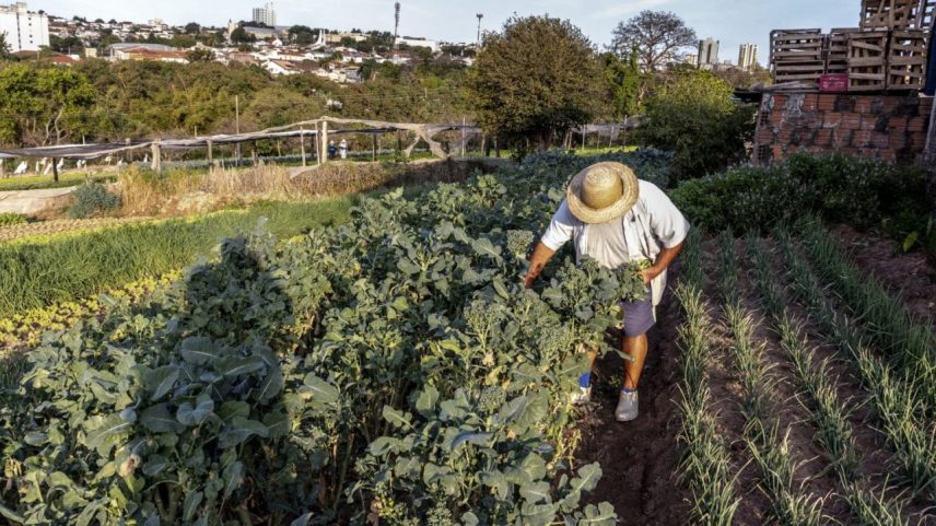 CAMPOS - Cultivo sustentável e mais produtivo (Foto: Semil/Divulgação)
