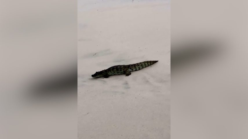Filhote de jacaré é visto na Praia da Macumba (Foto: Reprodução/Resenha das Ondas)