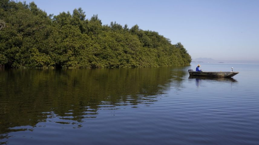 APA é a última área da Baía de Guanabara a apresentar características cênicas próximas ao período anterior à colonização europeia do País. Constitui um dos últimos trechos de manguezal contínuo de médio porte no estado do Rio de Janeiro. (Foto: Custodio Coimbra)