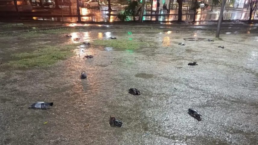 Pombos mortos no Largo da Glória (Foto: reprodução)
