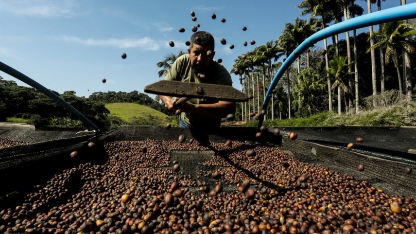 A Fazenda Alliança, em Barra do Piraí, produz o café Durini, que é orgânico — Foto: Gabriel de Paiva
