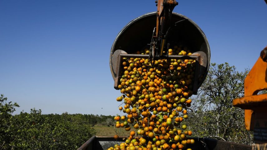 Sergipe e Bahia foram responsáveis por cerca de 6% da produção brasileira na safra de 2023/24, de acordo com o IBGE. (Foto: Eva Marie Uzcategui/ Bloomberg)