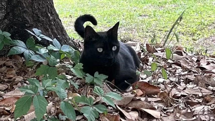 Pepper: o gato cientista que ajudou a identificar uma nova cepa de orthoreovirus (Foto: John Lednicky./Divulgação)