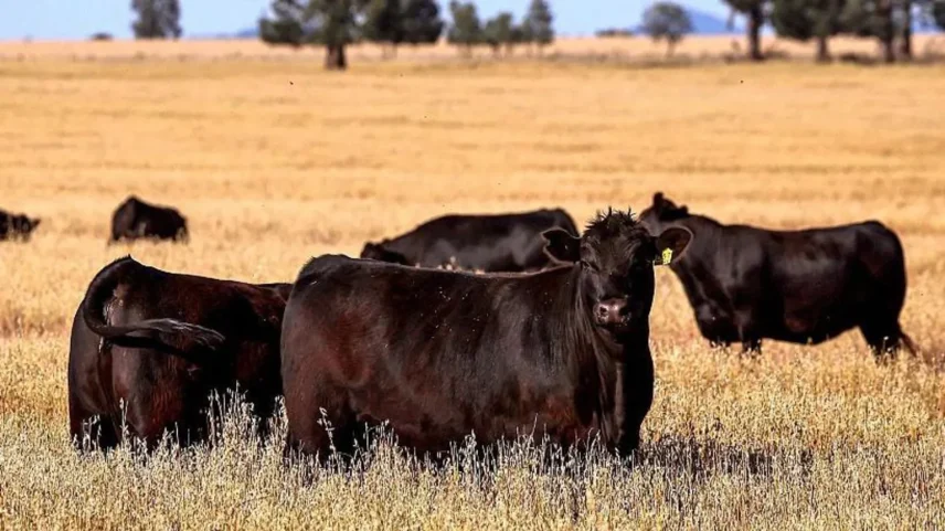 A Austrália possui algumas das regras de biosegurança mais rigorosas do mundo - Foto: Getty Images