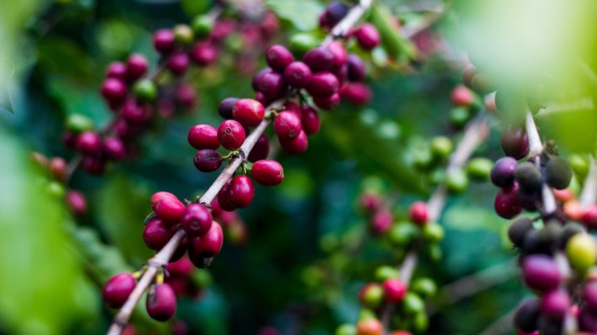 Entidade de exportadores de café diz que seguirá em tratativas com seus pares nos EUA para que o produto integre a lista de exceções ao tarifaço (Foto: Tiago Queiroz/Tiago Queiroz/Estadão)