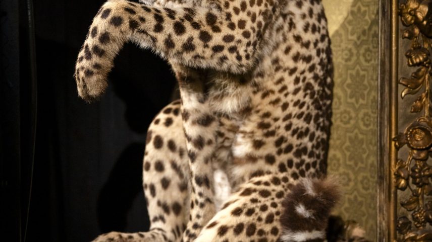 Guepardo exposto no Art Zoo, em Amsterdã (Foto: Ilvy Njiokiktjien/The New York Times)