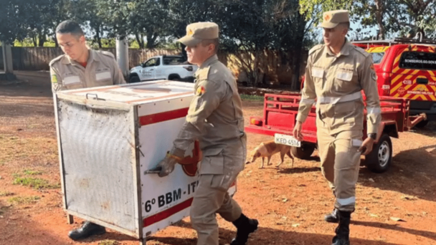 Bombeiros atuaram para conter e capturar o animal após o ataque (Foto: Reprodução/TV Anhanguera)