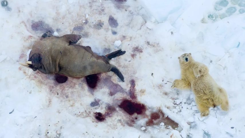 Urso polar em Svalbard após comer uma carcaça de morsa, capturado por Pål Hermansen usando um drone com lente teleobjetiva, conquistando o prêmio na categoria drone. (Foto: Pål Hermansen)