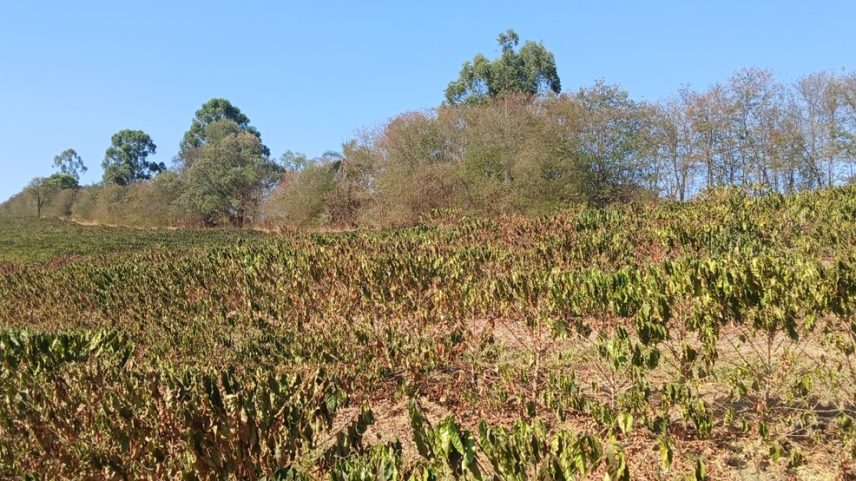 Plantação de Café (Foto: Hilton Antônio Dornela / Sindicato dos Produtores Rurais de Campos Altos)