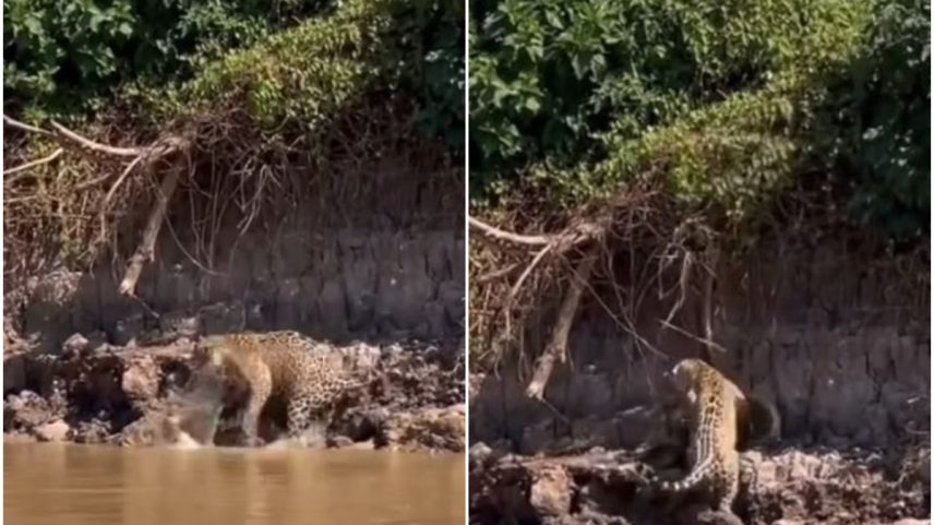 Onça-pintada e sucuri travam confronto no Pantanal, e vídeo viraliza nas redes — Foto: Reprodução / Instagram