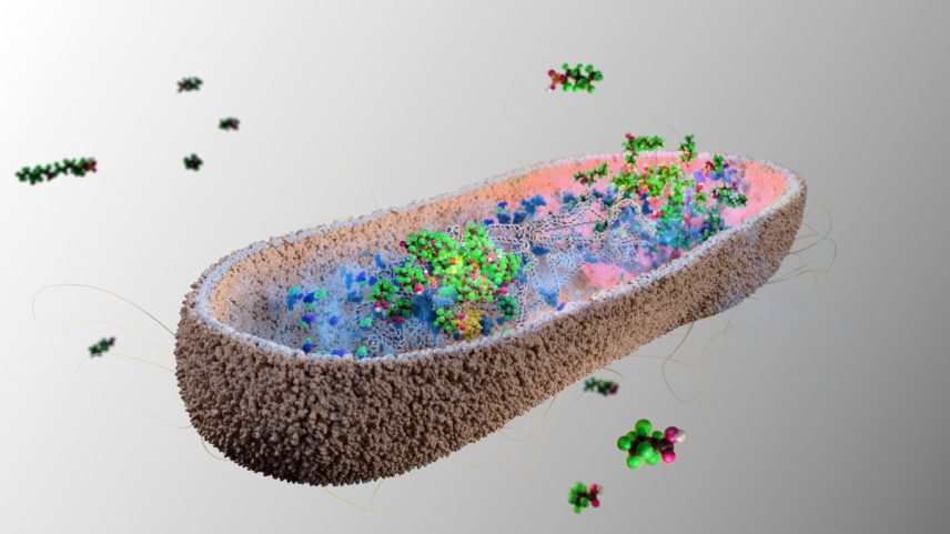 Bactérias intestinais acumulando ácido perfluorononanoico — uma substância química permanente — em aglomerados densos (Foto: Peter Northrop/Unidade de Toxicologia do MRC)