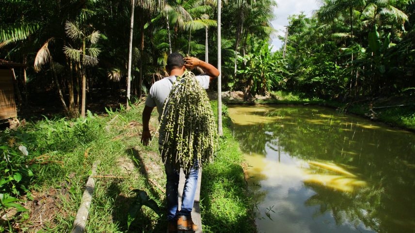 Entre os produtos da floresta, estão alguns conhecidos e presentes nos lares brasileiros como açaí, castanha, cupuaçu, camu-camu, andiroba, copaíba e mel de abelhas nativas (Foto: Paulo Amorim/Getty Images)