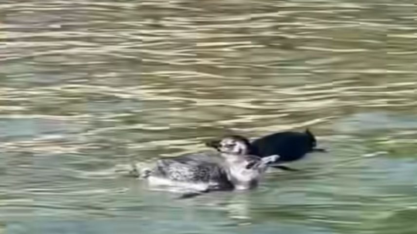 Pinguins apareceram na Praia de Itaipu, em Niterói, na manhã desta segunda-feira (14) (Foto: Reprodução da internet)