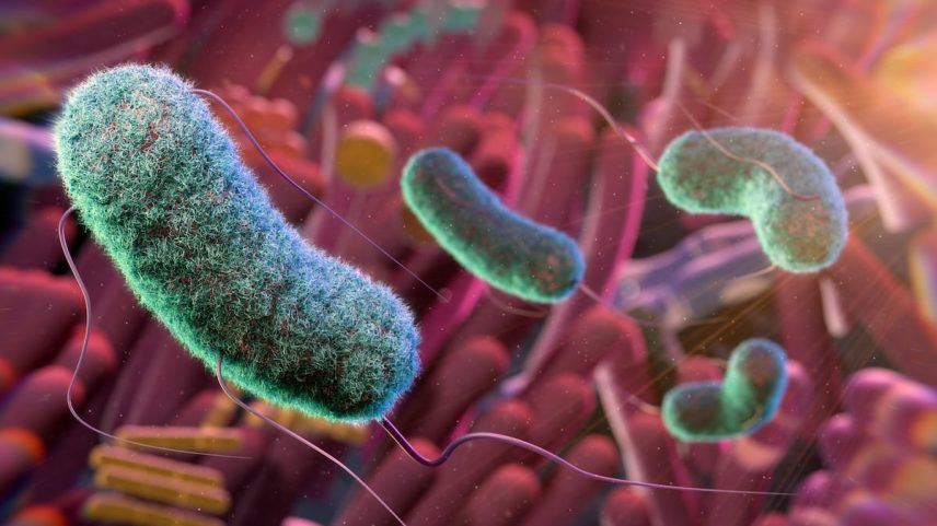 Ilustração conceptual do microbioma intestinal (Foto: THOM LEACH / SCIENCE PHOTO LIBRARY)