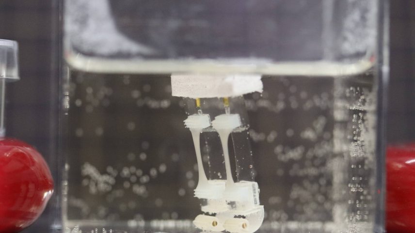 Pequeno robô produzido com tecido muscular proveniente de esqueleto (Foto: Takeuchi et al (2024), Matter)