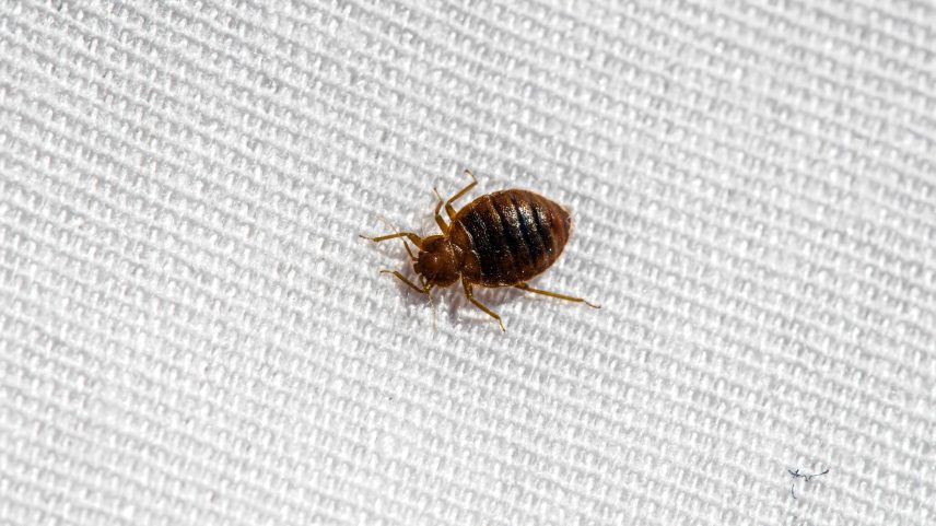 Percevejo sobre uma cama; segundo novo estudo, espécie acompanha os humanos há cerca de 245 mil anos (Foto: Mainely Photos/Adobe Stock)