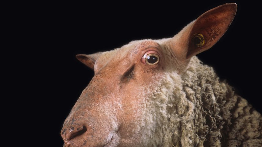 Nabil Boutros: Celebridades/ Condição Ovine, 2014. Foto Paris Tavitian