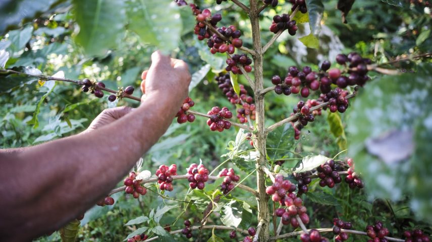 Trabalhador colhe grãos de café durante colheita em uma fazenda (Foto: Mauricio Palos/Bloomberg)