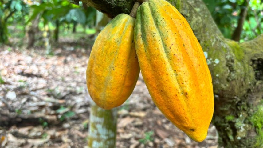 Plantação de cacau em Brasil Novo, região rural de Altamira (Foto: Marina Verenicz/Infomoney)