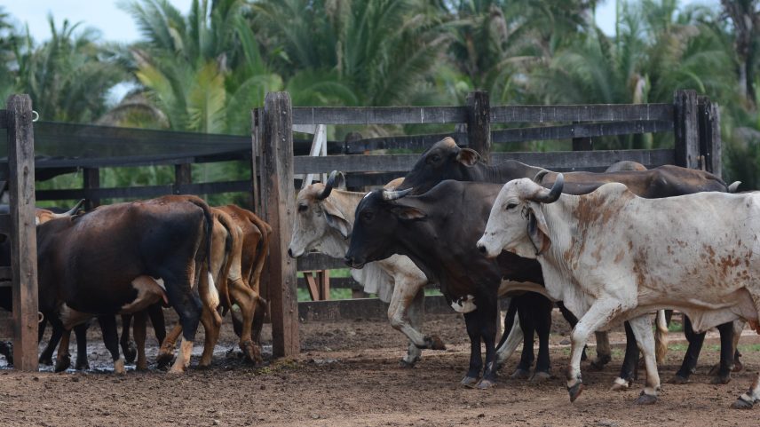 Agroamigo: Segundo Luiz Abel, diretor de negócios do BNB, a ideia é melhorar o saneamento básico na zona rural do Nordeste e expandir a capacidade produtiva da região (Foto: Banco do Nordeste/Divulgação)