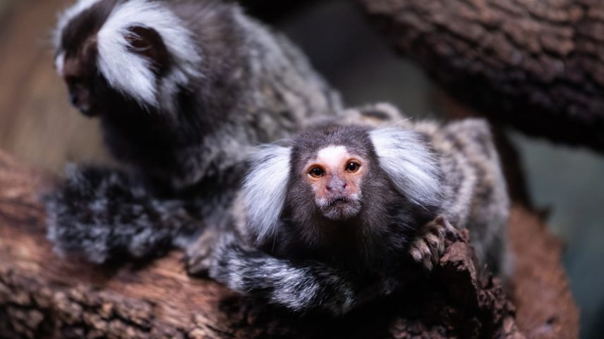 Um tití comum (Callithrix jacchus), também conhecido como tití de mechones blancos ou tití de orejas blancas, fotografiado em seu recinto no Zoológico Faunia (Foto: Marcos del Mazo/LightRocket/Getty Images)