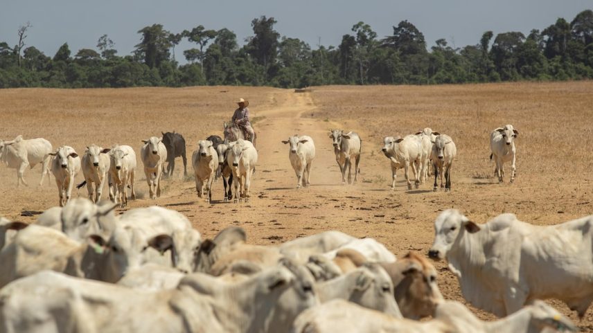 EUA compram 4,5% da produção anual de carne bovina brasileira (Foto: Daniel Teixeira/Estadão)