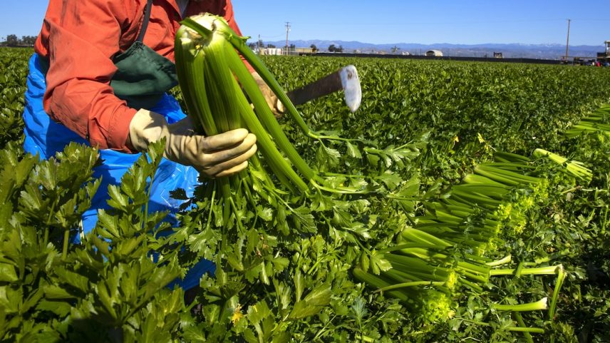 Restrições de Trump podem aumentar o desemprego na região e reduzir o valor das remessas (Foto: Brent Stirton/Getty Images)