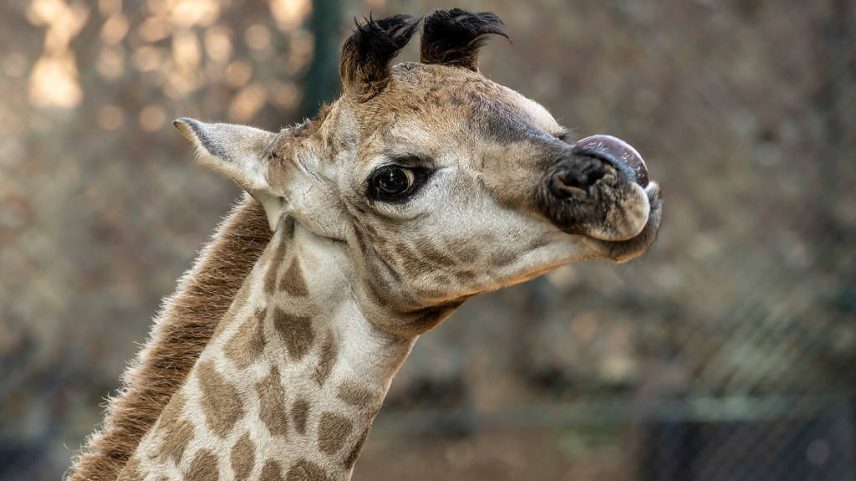 Filhote de girafa nascido no Zoológico de São Paulo (Foto: Zoológico de São Paulo/Divulgação)