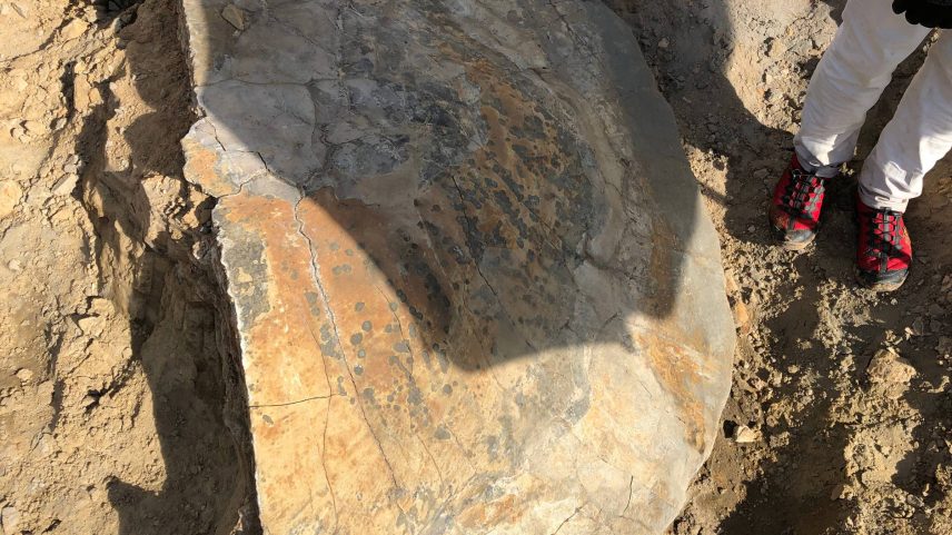 Barqueiros em volta do fóssil de uma antiga tartaruga gigante; pesquiadores acreditam se tratar de uma Stupendemys geographicus, com fósseis bem conservados também já encontrados na Colômbia e na Venezuela (Foto: LPP/UFAC/USP)