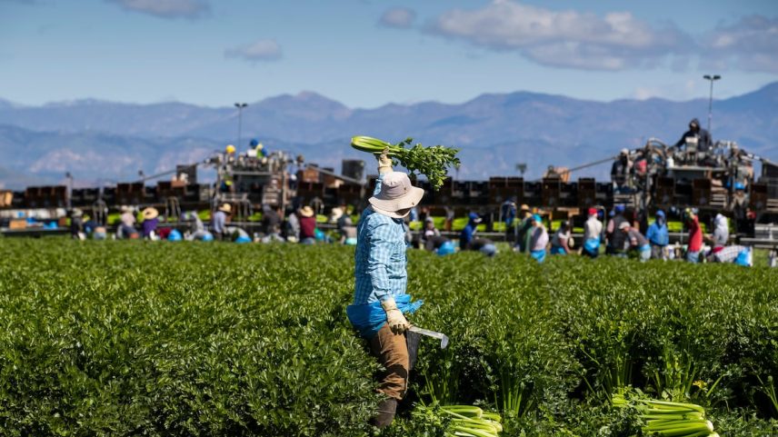 Trabalhadores rurais na Bud Farm, na Califórnia, colhem aipo em março de 2020. (Foto: Brent Stirton/Getty Images)