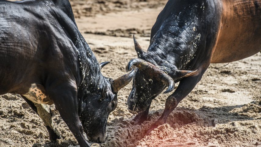 Luta de touros (Foto: Getty Images)