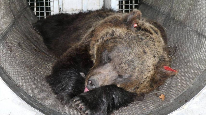 Gaia, filha de uma fêmea já considerada 'problemática', é irmã de outros dois animais que foram mortos após conflitos com humanos, um na Alemanha e outro na Suíça (Foto: Ansa via AFP)