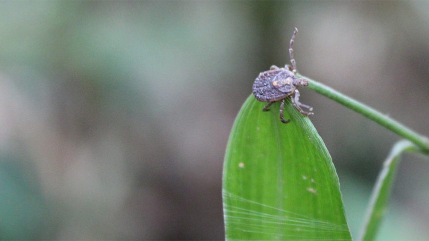 Carrapato pousado sobre folha de planta, com corpo arredondado e patas compridas e finas, de cor marrom; a folha e o ramo a que está ligada são de cor verde; o fundo da imagem está embaçado (Foto: USP Imagens)