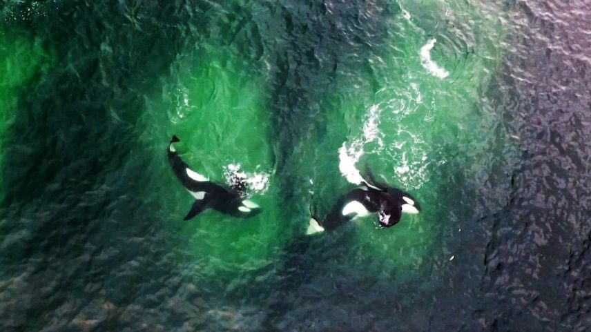 As orcas coordenam seus movimentos e aturdem suas vítimas com a cauda, seguindo “um padrão geométrico”. (Foto: Norwegian Orca Survey / Patrick Dykstra)