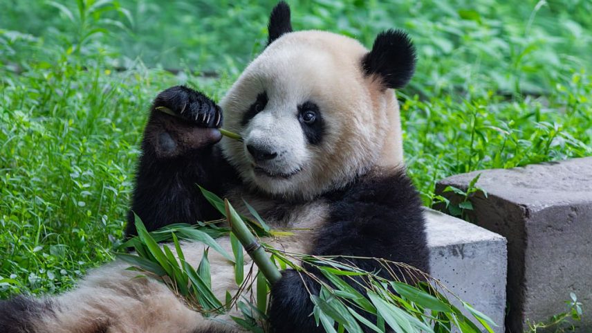 Panda-gigante: animal é 'emprestado' da China como diplomacia (Foto: Li Hongbo/VCG /Getty Images)