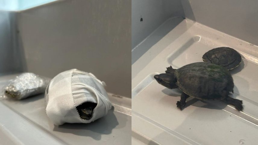 Mulher foi pega em revista de aeroporto com tartarugas no sutiã (Foto: Divulgação)
