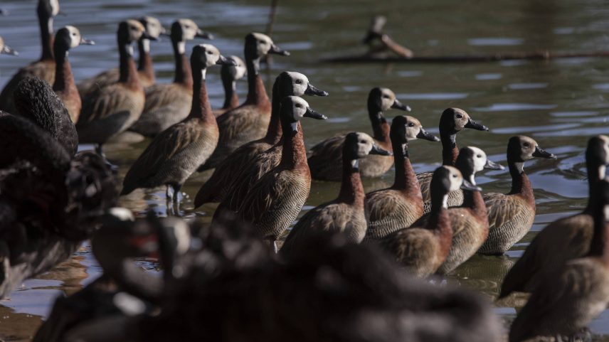 Os irerês podem ser encontrados no parque Ibirapuera (Foto: Adriano Vizoni/Adriano Vizoni)