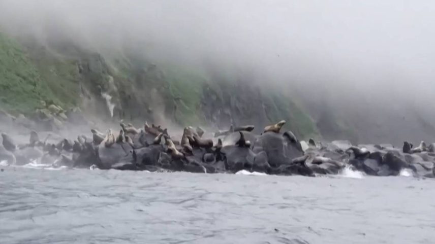 Leões-marinhos pulam no mar durante terremoto na Rússia (Foto: Reprodução)