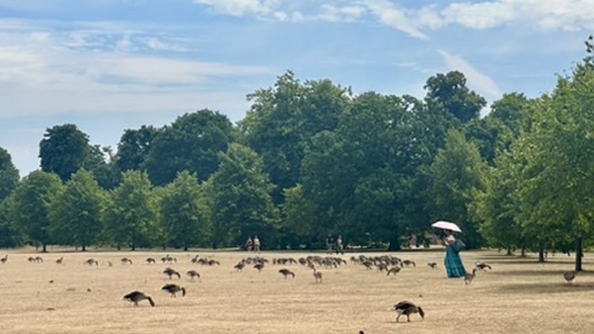 O calor extremo em Londres esturricou o gramado de Kensington Gardens, junto ao Palácio da Diana (Foto: Ruth de Aquino)