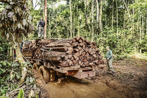 Desmatamento na Amazônia: americanos acusam Brasil de lucrar com práticas irregulares (Foto: Henrique Donadio/Exame)