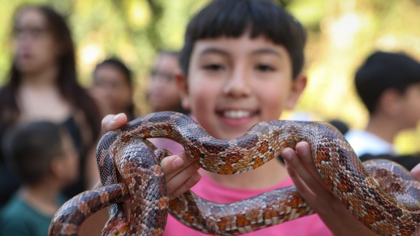 Criançada perde o medo ao brincar com os répteis durante atração 'Mão na Cobra'. (Foto: Felipe Rau/Estadão)