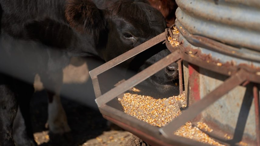 As tarifas sobre o farelo e o óleo de soja cairão de 31% para 24,5%, e a carne bovina agora será taxada em 5%, em vez de 6,75% (Foto: Reprodução)